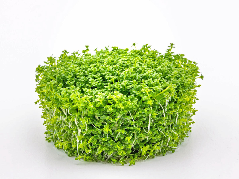 Kuba-Perlkraut - Hemianthus callitrichoides 'Cuba' in vitro -